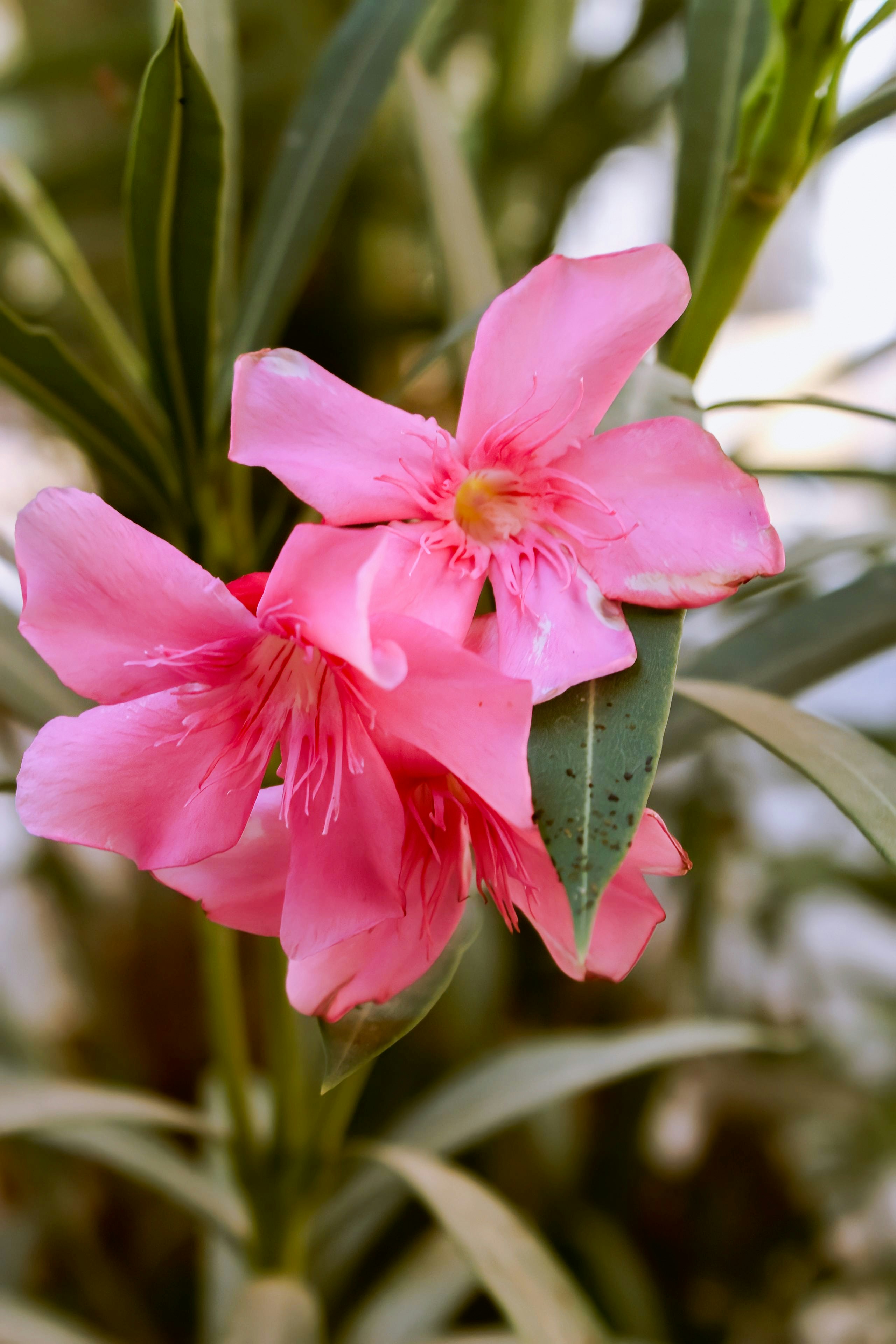 a close up of a flower