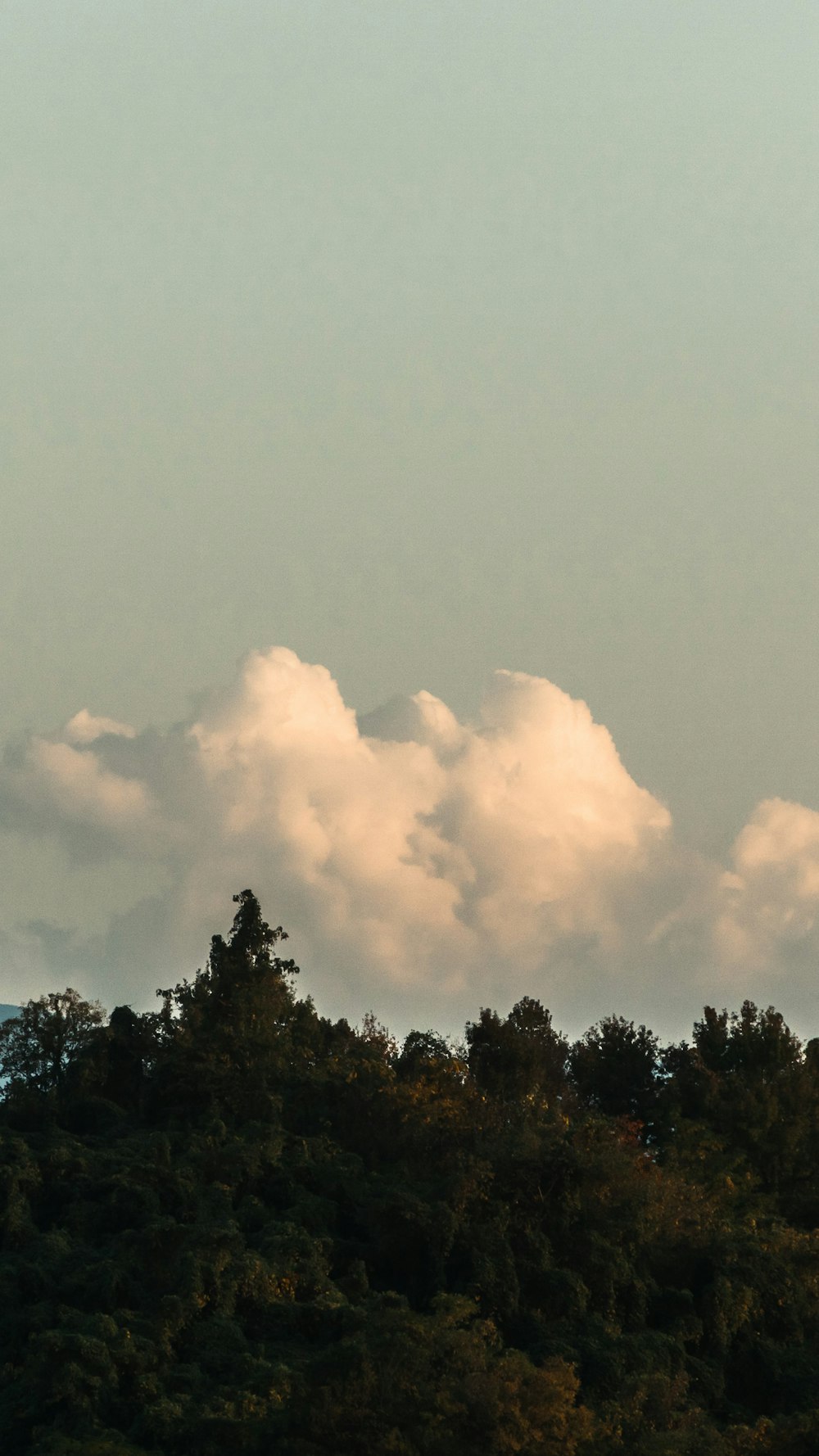 a group of trees with a cloudy sky above