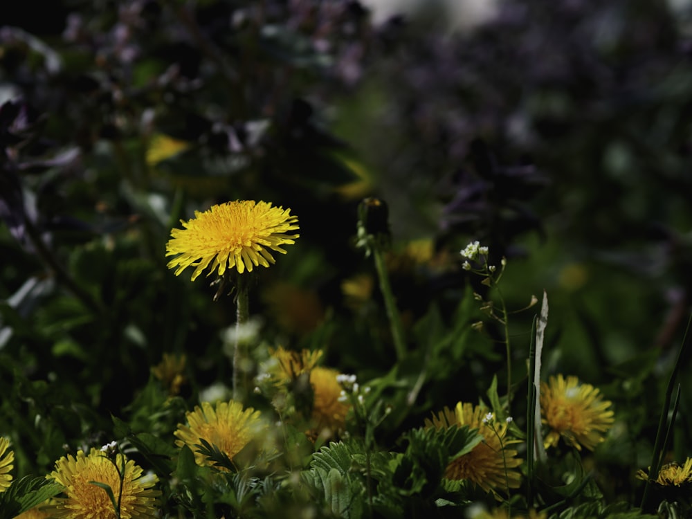 a group of yellow flowers