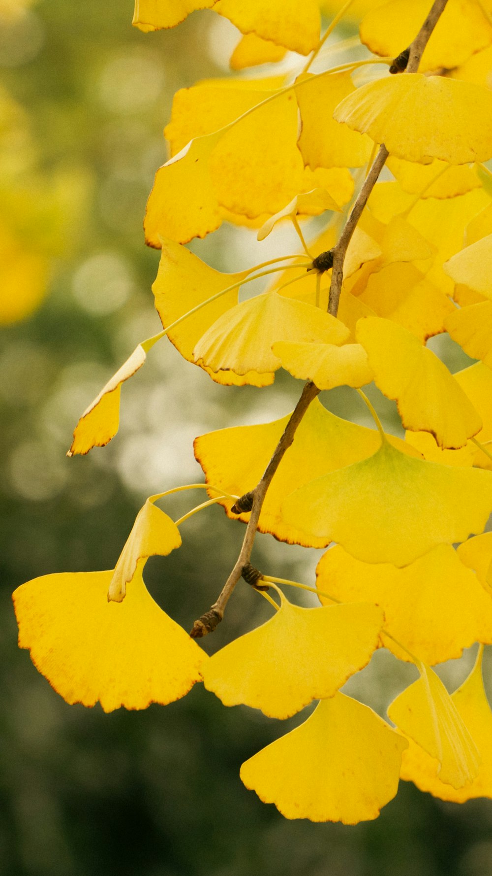 a close up of yellow leaves