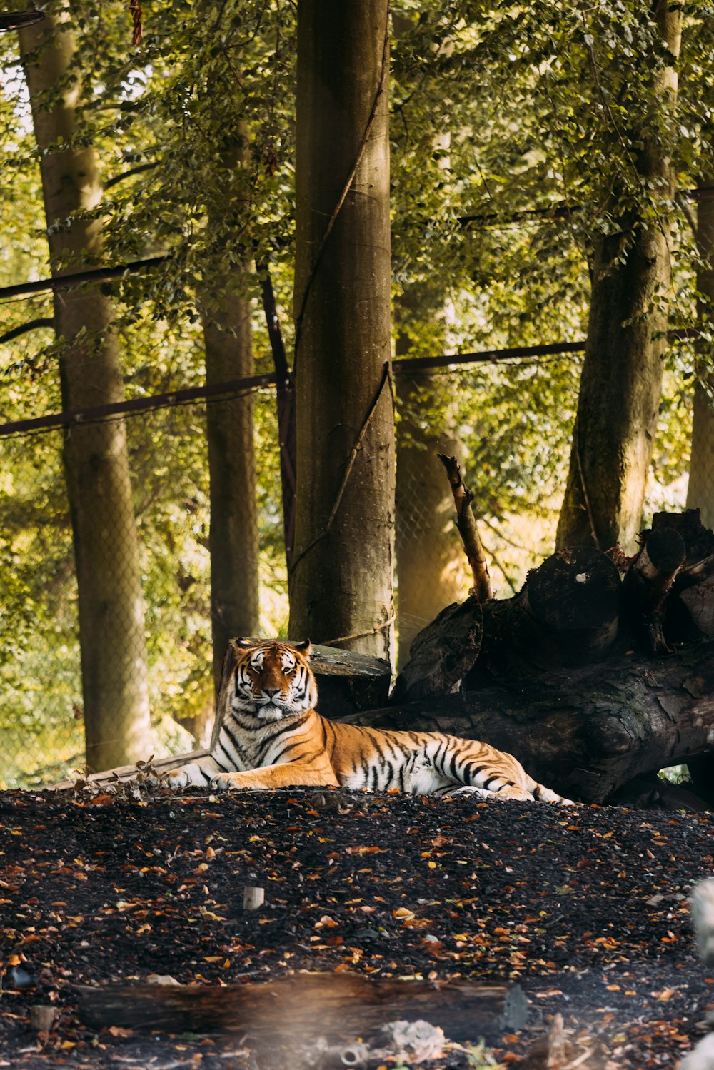 a tiger lying in the woods