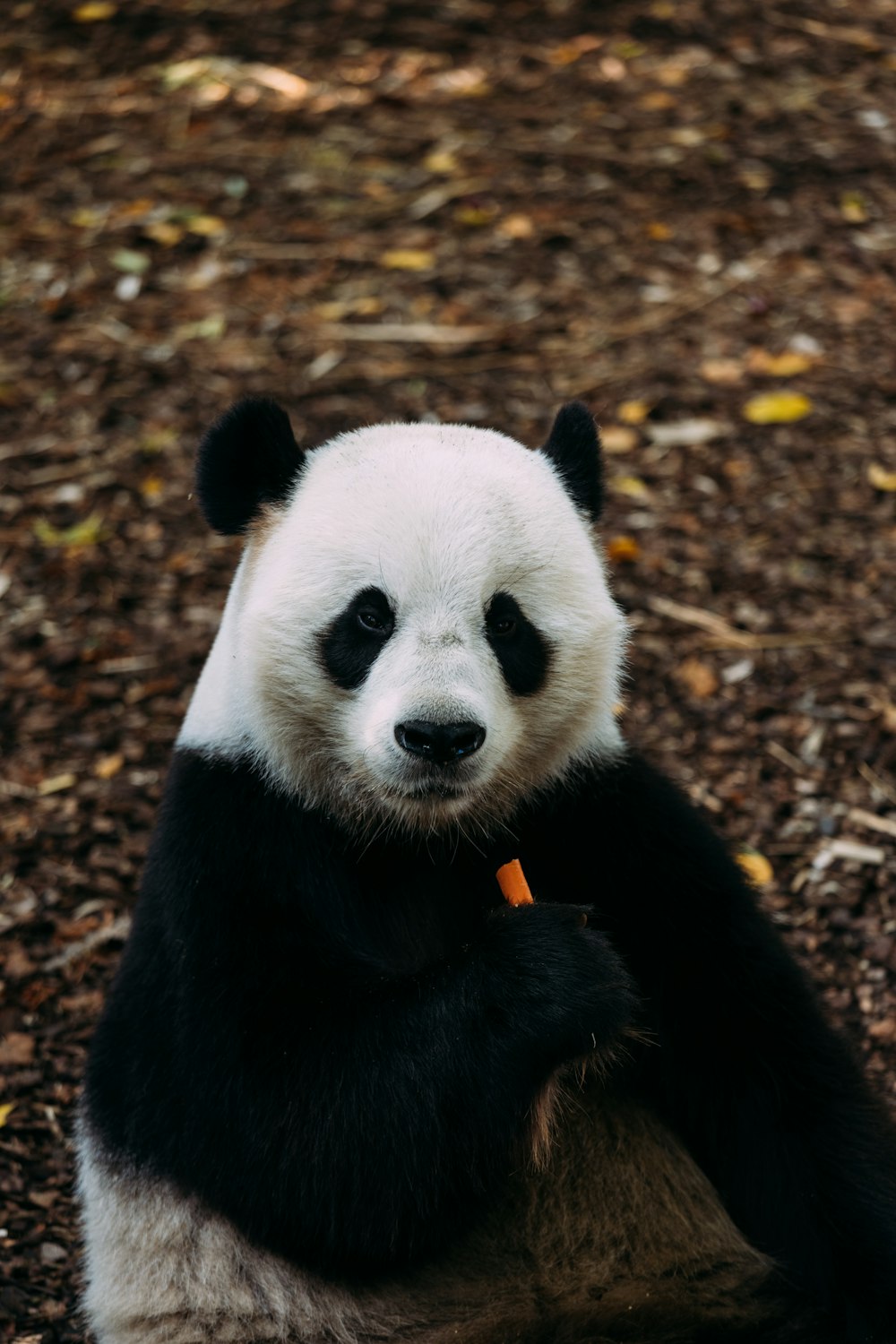 un panda che mangia una carota