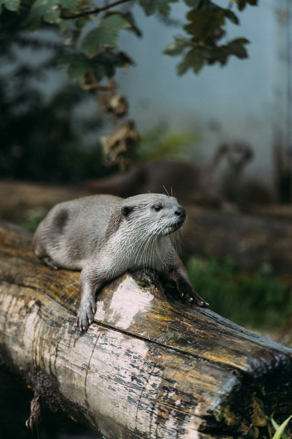 丸太の上の小動物