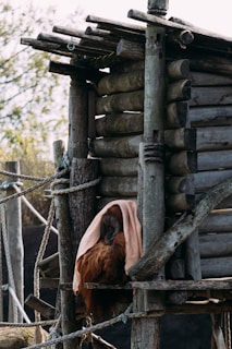 An orangutan is sitting on a wooden structure made of logs and ropes. The primate is partially covered with a light-colored cloth. The structure has a rustic appearance with various logs stacked and secured together with ropes. There are trees and foliage blurred in the background.