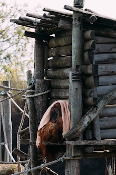 An orangutan is sitting on a wooden structure made of logs and ropes. The primate is partially covered with a light-colored cloth. The structure has a rustic appearance with various logs stacked and secured together with ropes. There are trees and foliage blurred in the background.