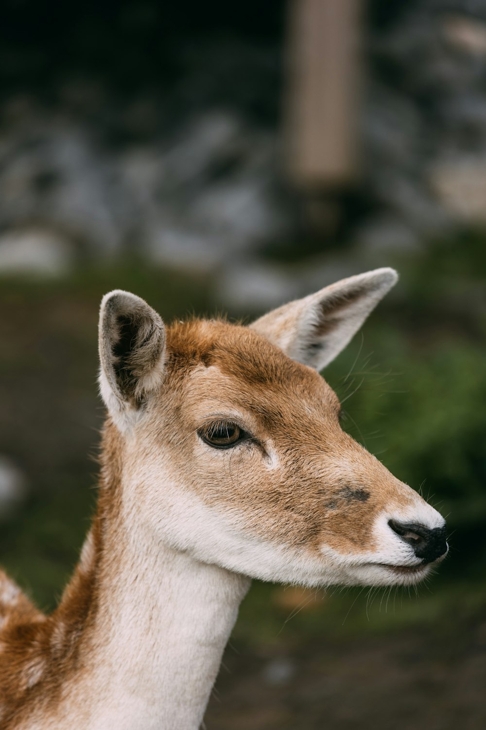 a close up of a deer