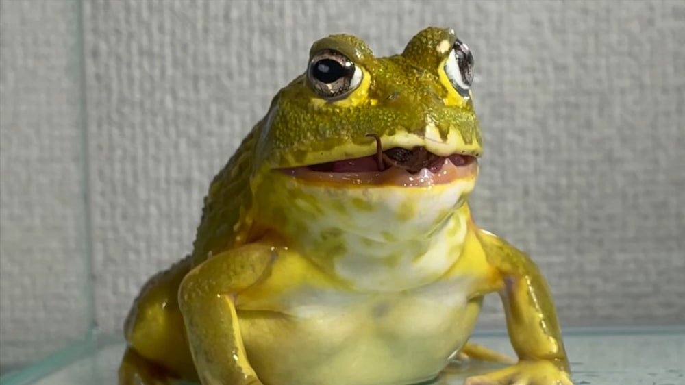 a green frog with a white background