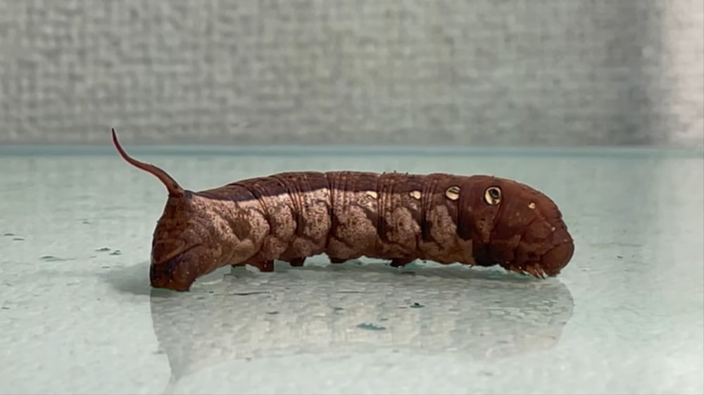 a brown and black slug