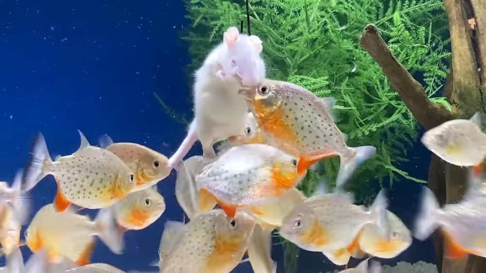 a group of fish swimming in a tank
