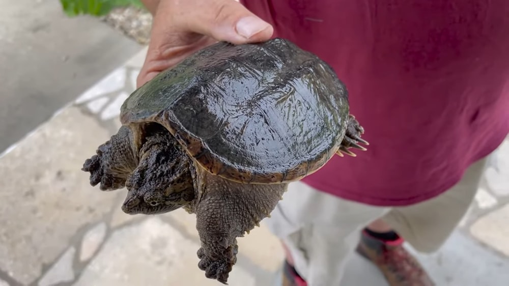 a person holding a turtle