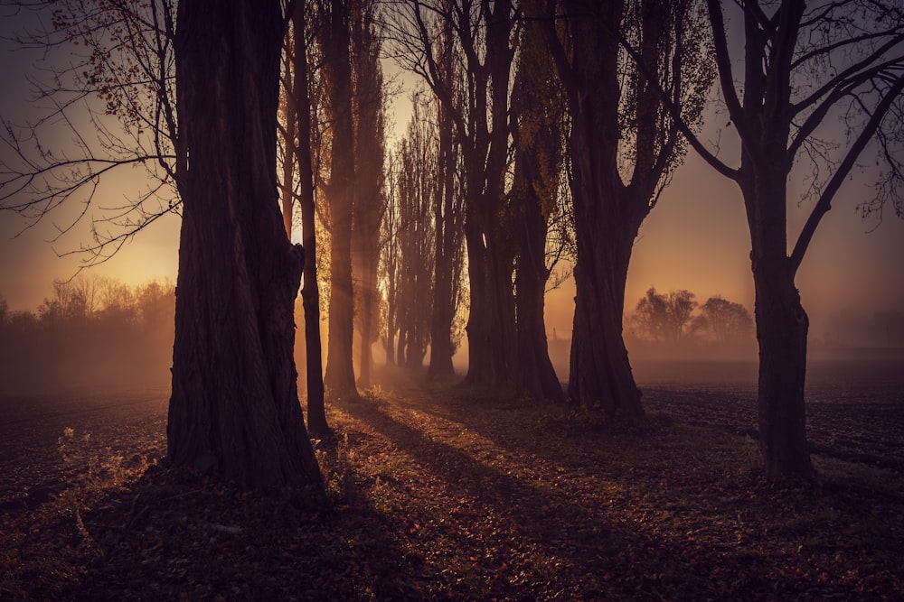 a foggy forest with trees