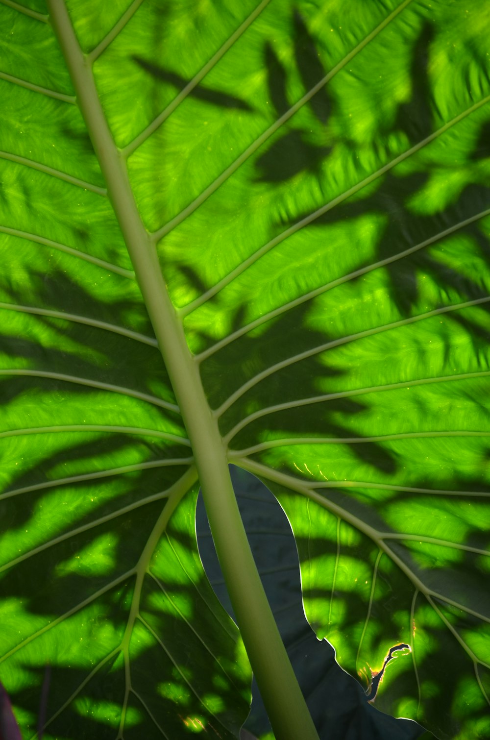 a close-up of a leaf