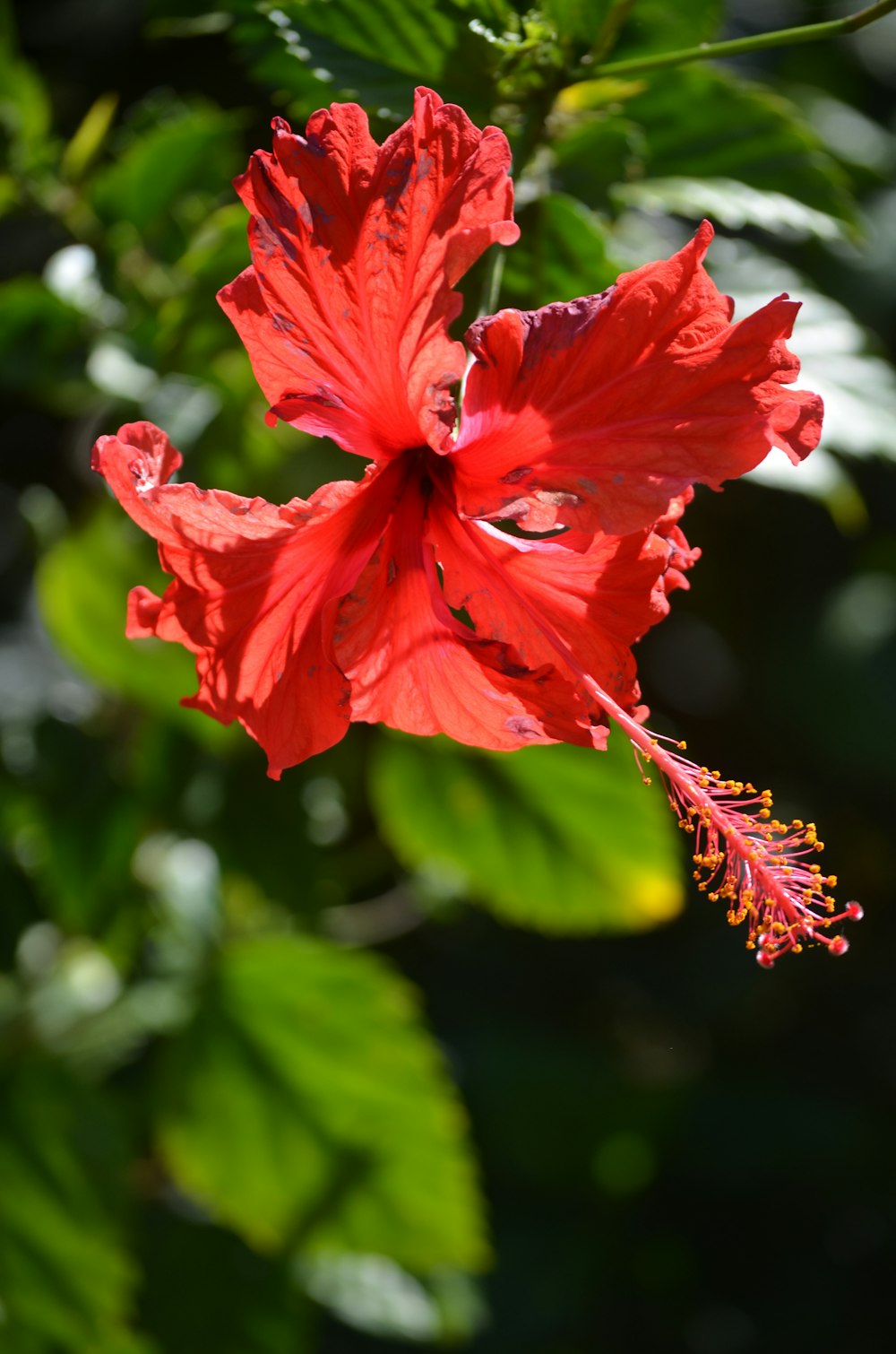 a red flower with green leaves in the background