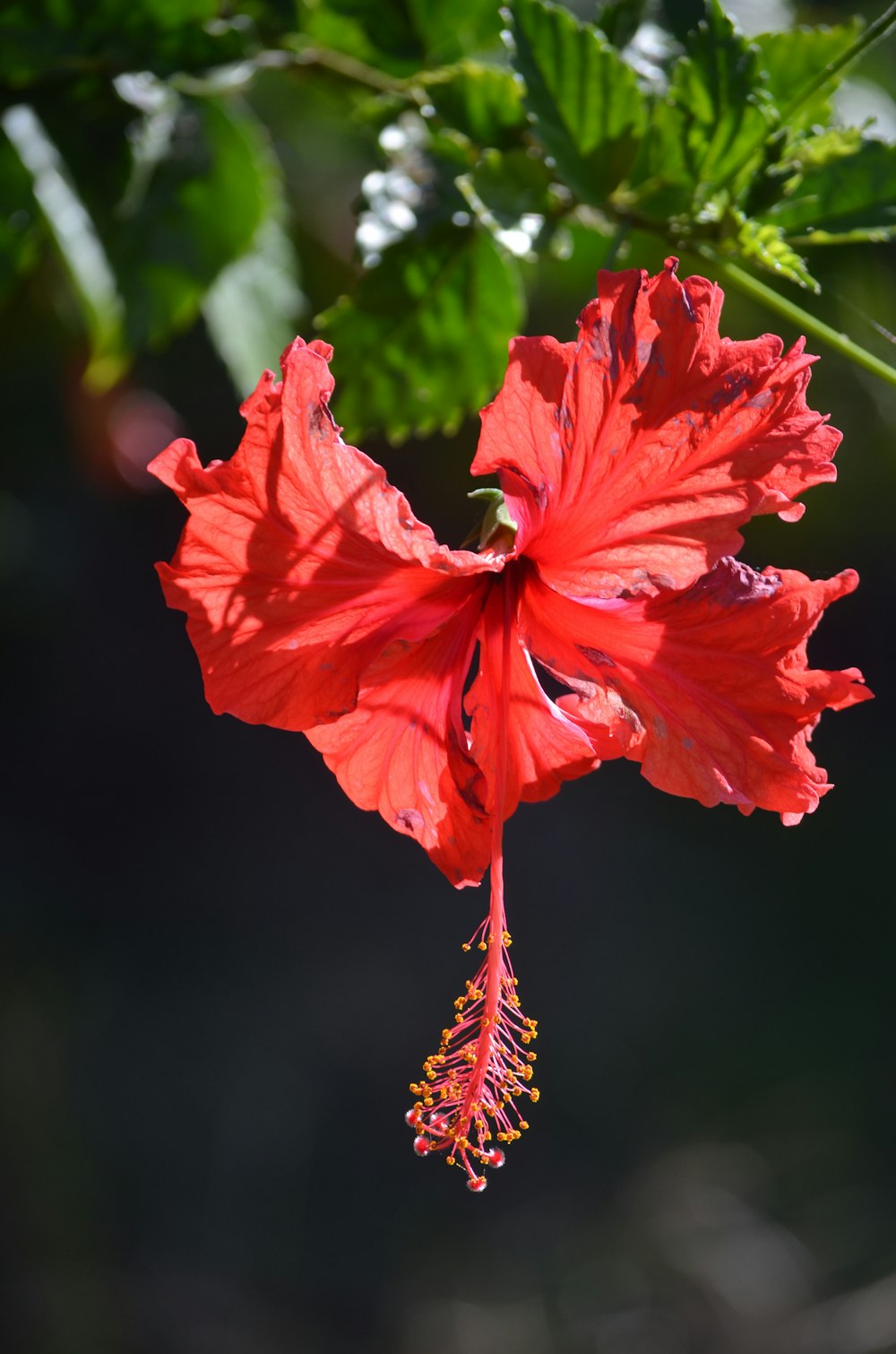 a bright red flower is hanging from a branch