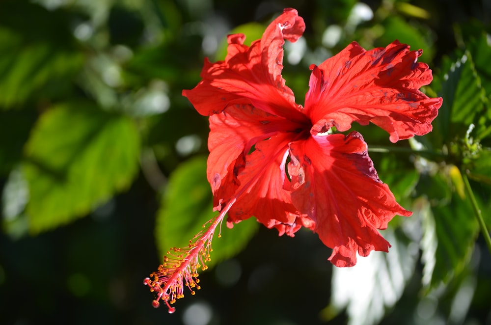 a close up of a red flower