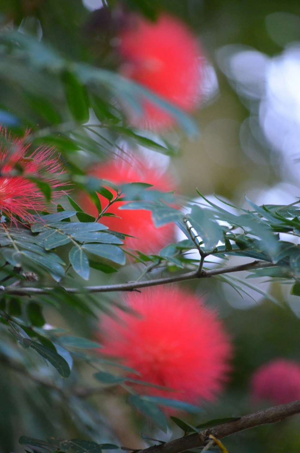 a close up of a plant