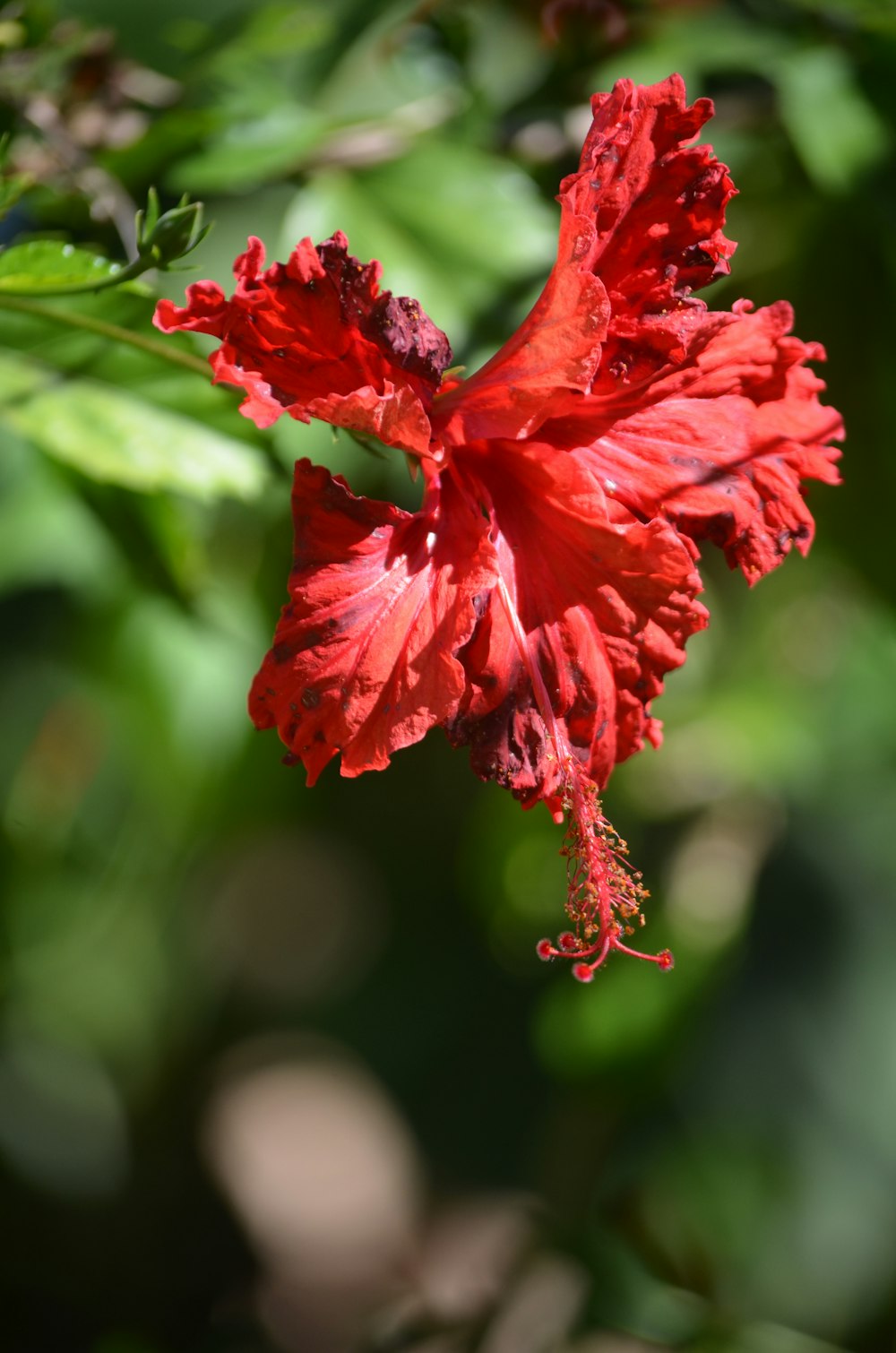 a close up of a red flower