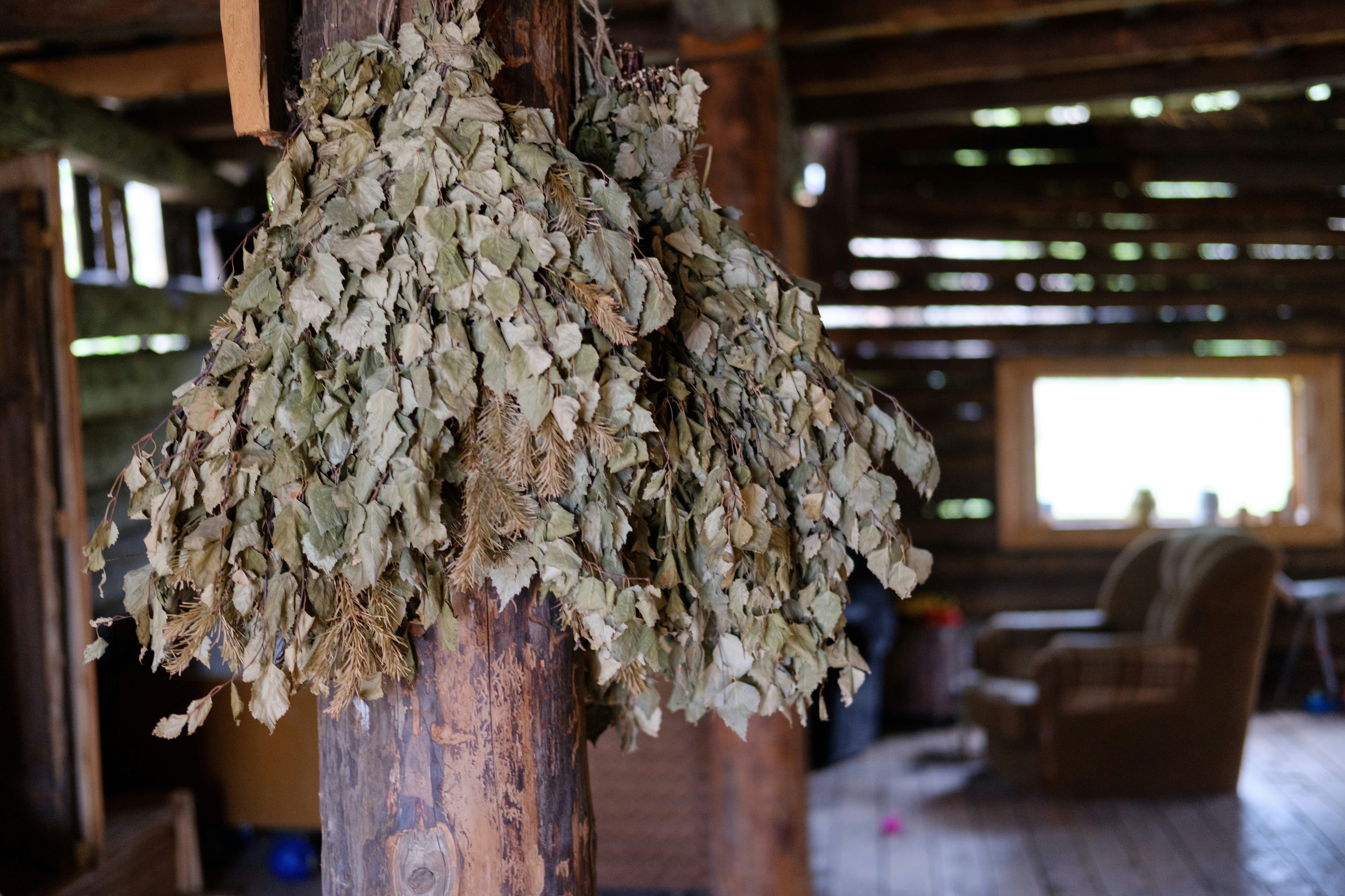 a tree with a bunch of pine cones on it