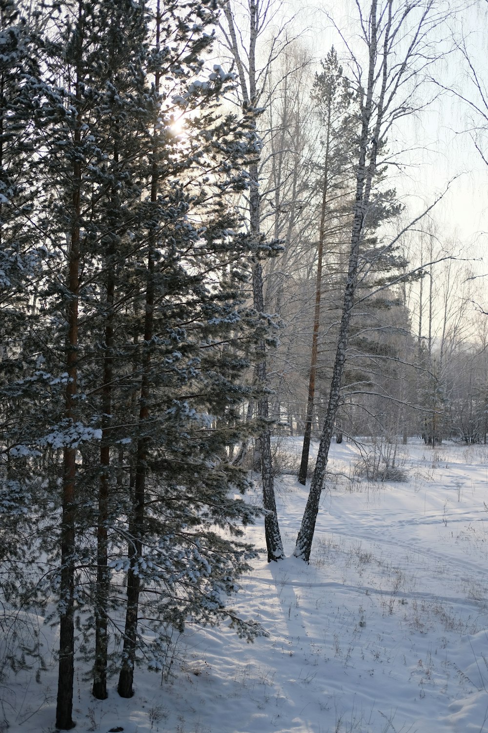 a snowy road with trees on either side of it