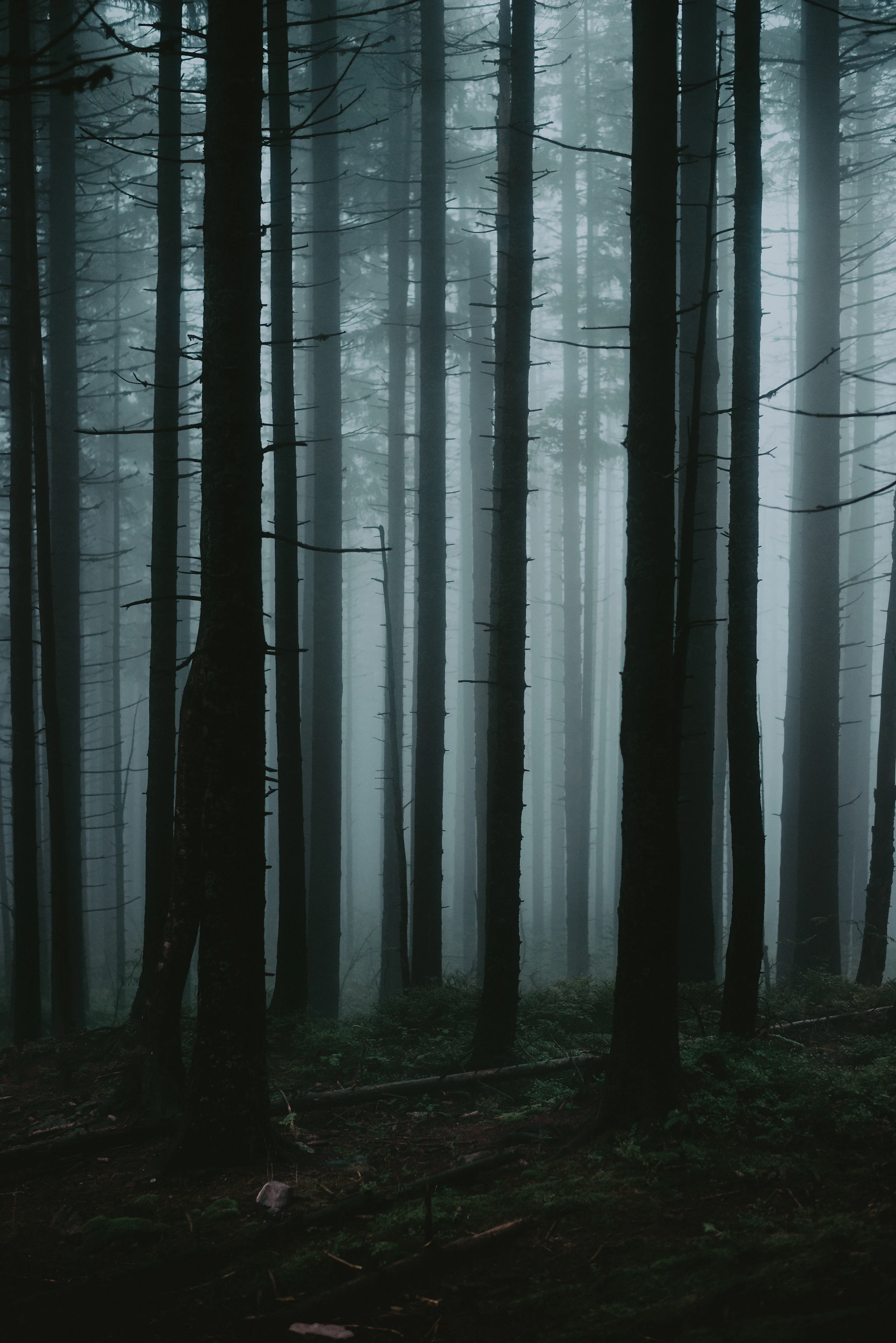 a foggy forest with trees