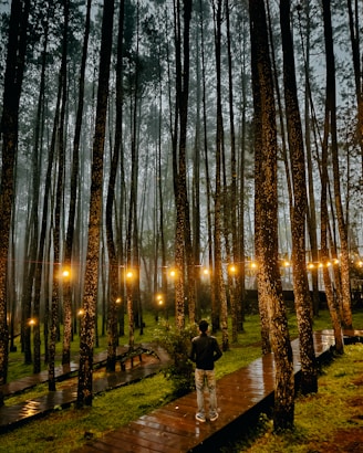 a person standing on a path lined with trees with lights