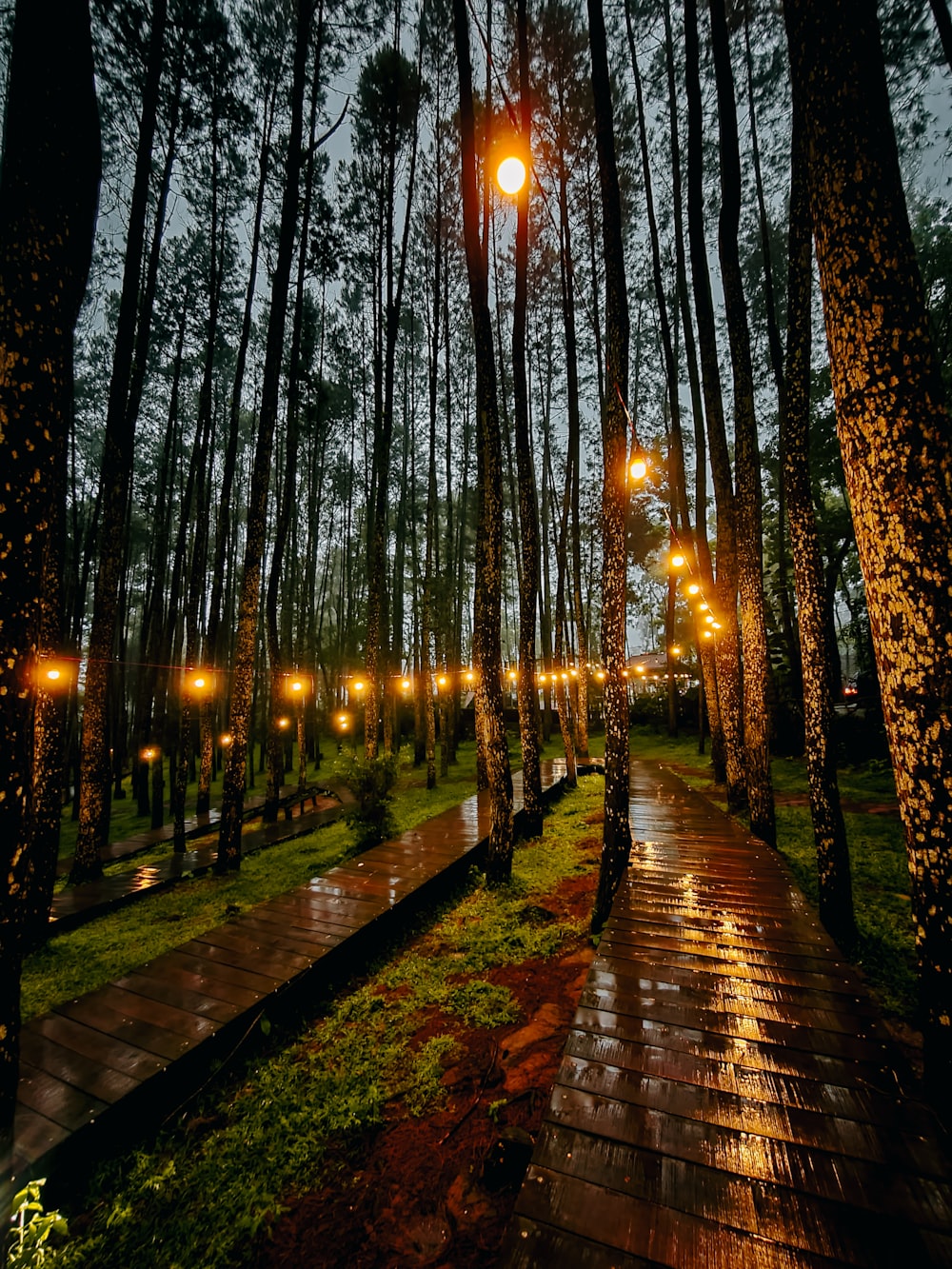 Ein Weg, der von Bäumen mit Lichtern gesäumt ist