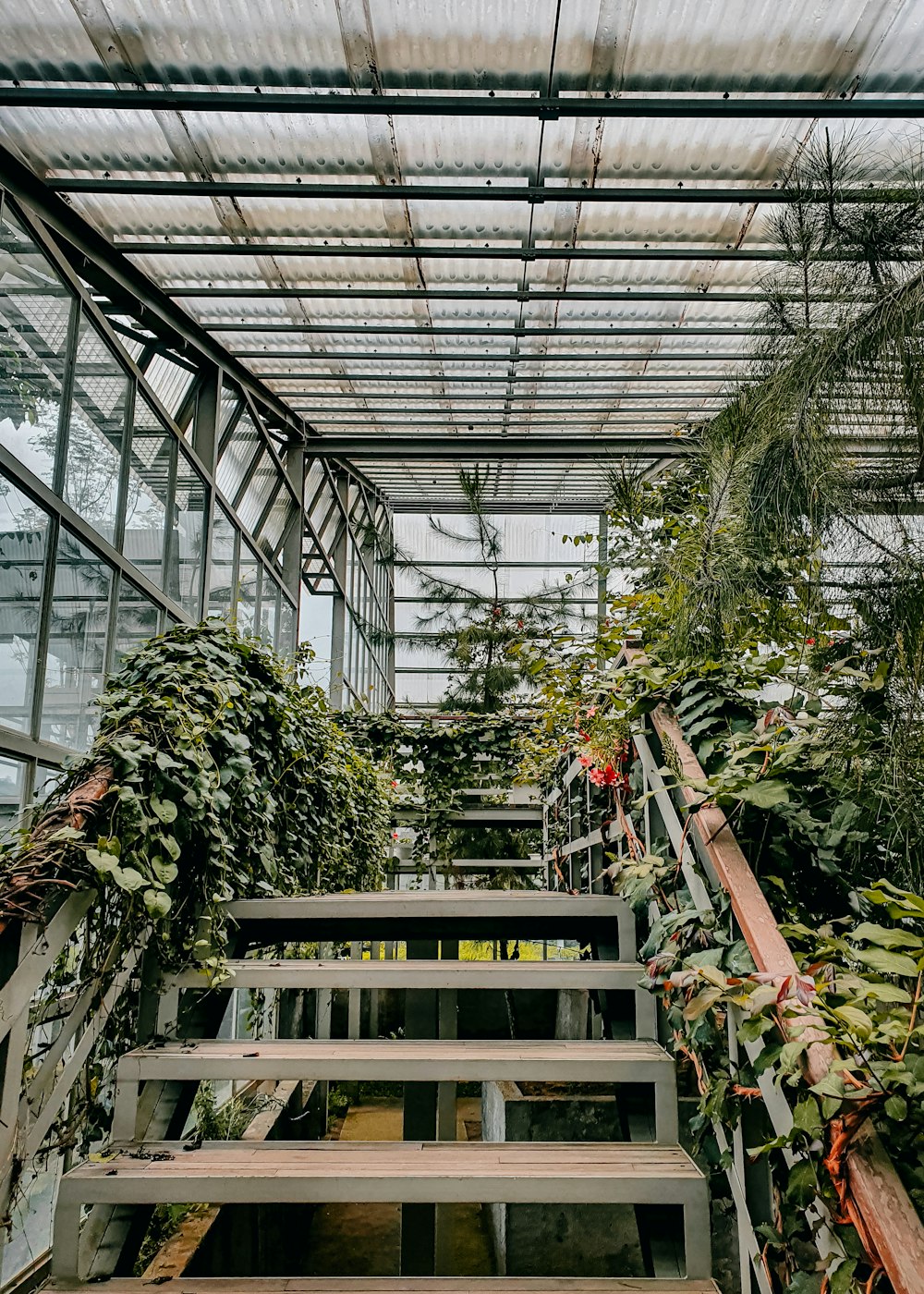 a greenhouse with plants