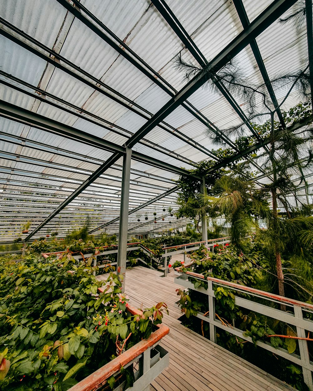 ein Gewächshaus mit Pflanzen und Pflanzen
