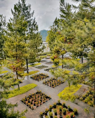 a garden with trees and plants