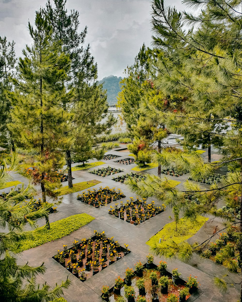 a garden with trees and plants