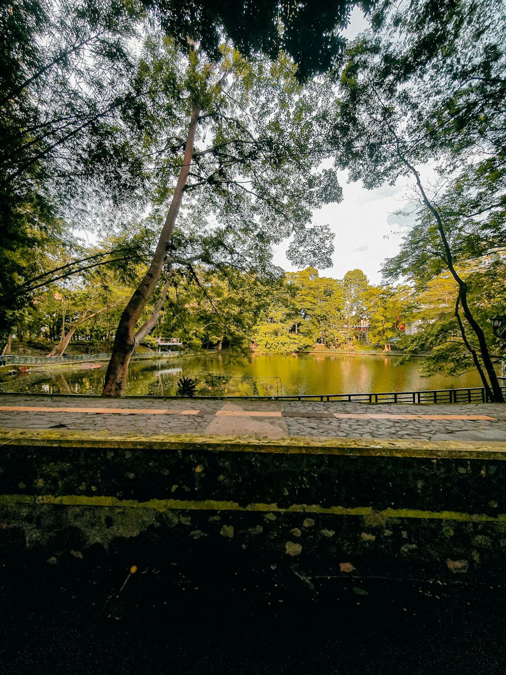 a path with trees and a body of water in the background