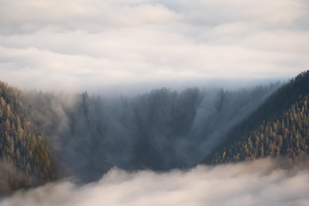 a foggy forest with trees