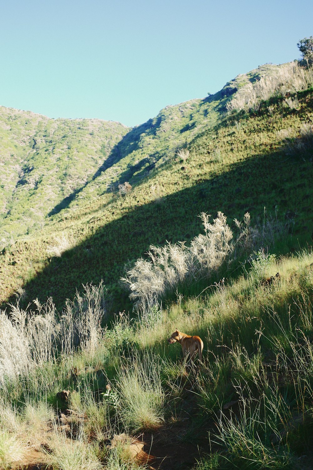 a dog on a grassy hill