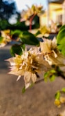 Close-up of delicate flowers with pastel-colored petals in natural light.