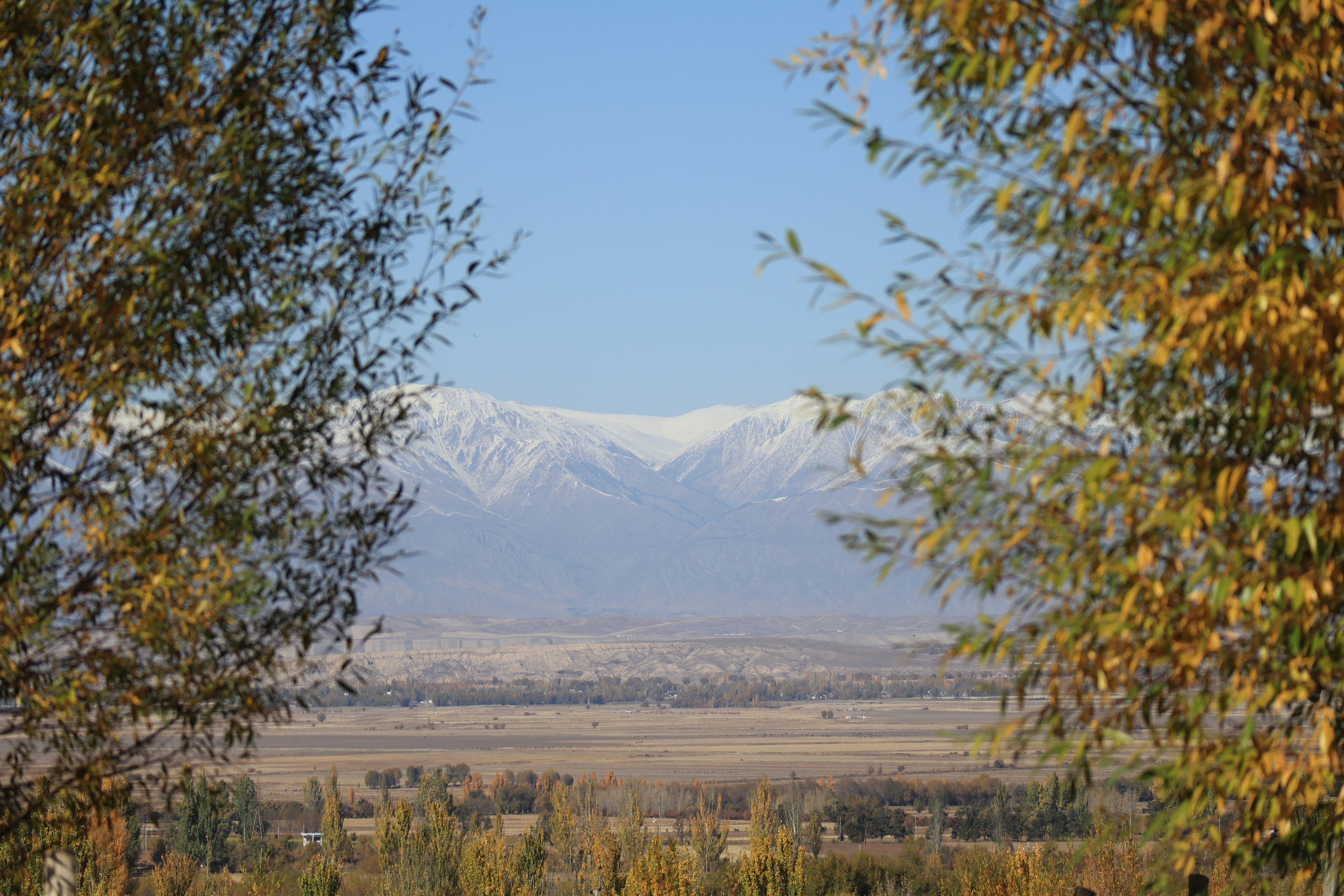 a field with trees and a mountain in the background