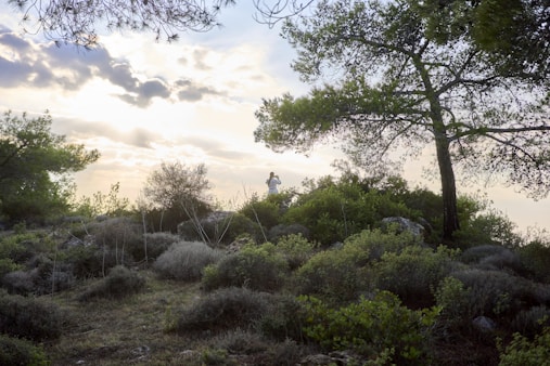 a landscape with trees and bushes