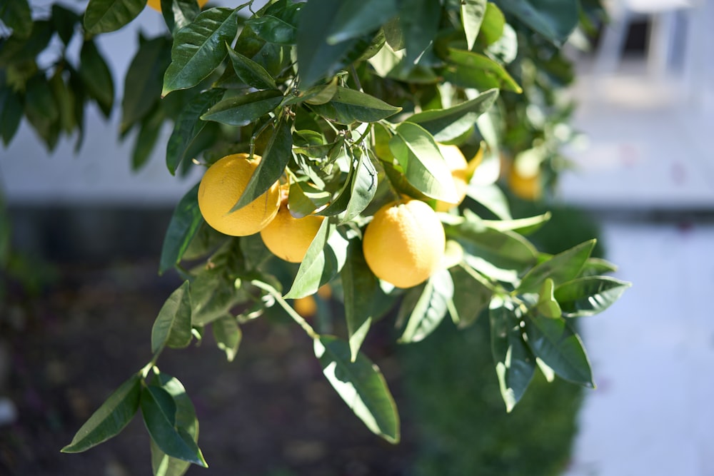 a tree with fruit growing on it