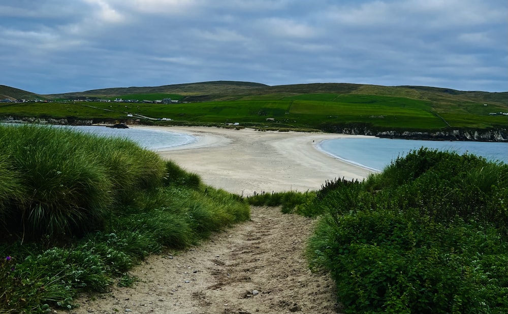 a sandy beach with grass and bushes