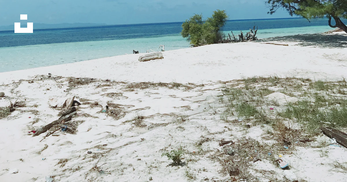 Suruchi Tree A tree on a beach photo – Free South sulawesi Image on Unsplash