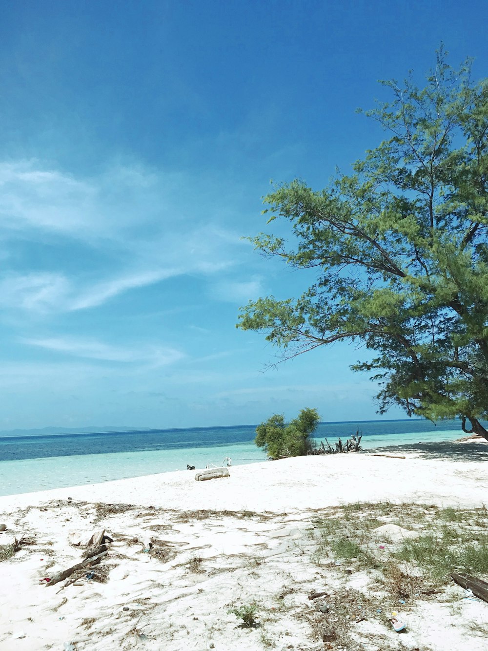 a tree on a beach