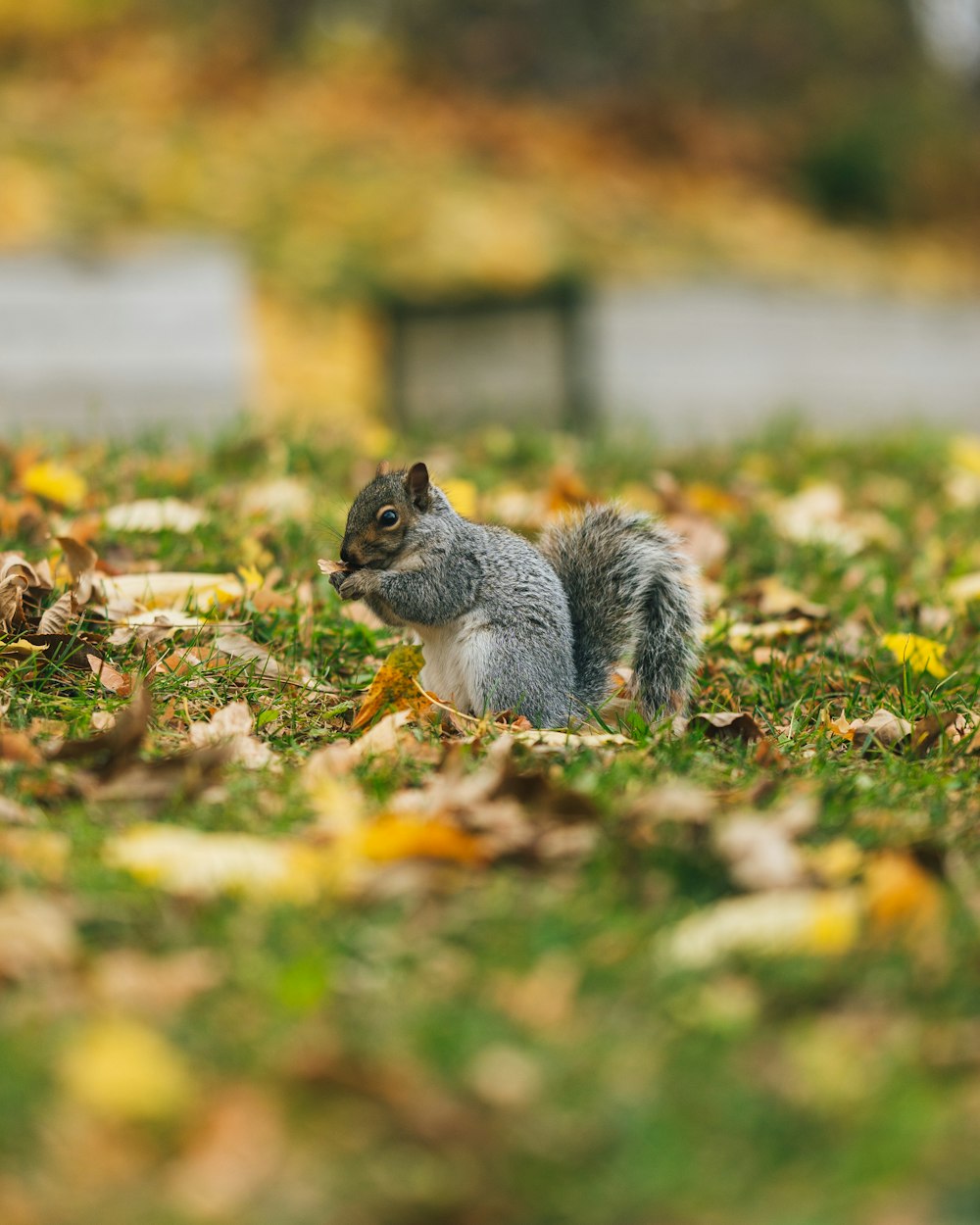 a squirrel standing on grass