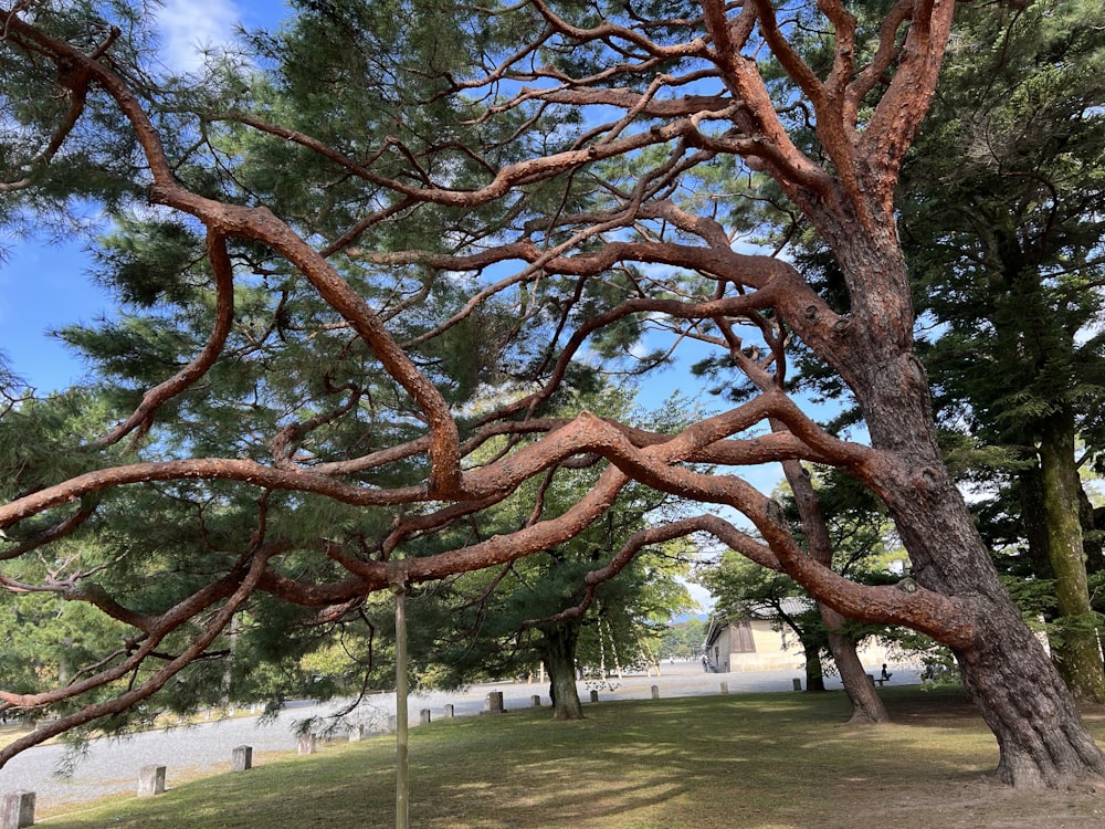 a tree with many branches