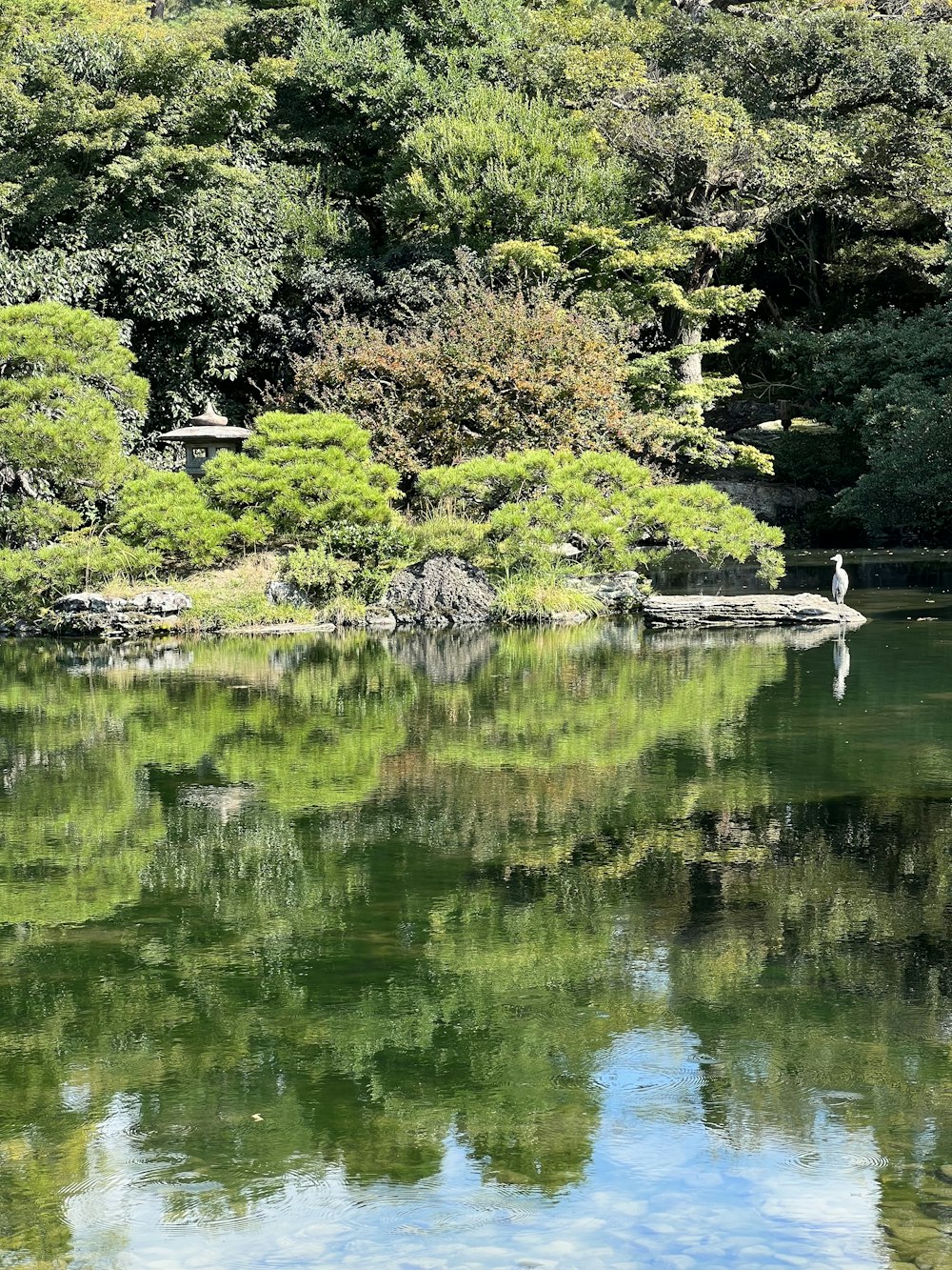 a body of water with trees around it