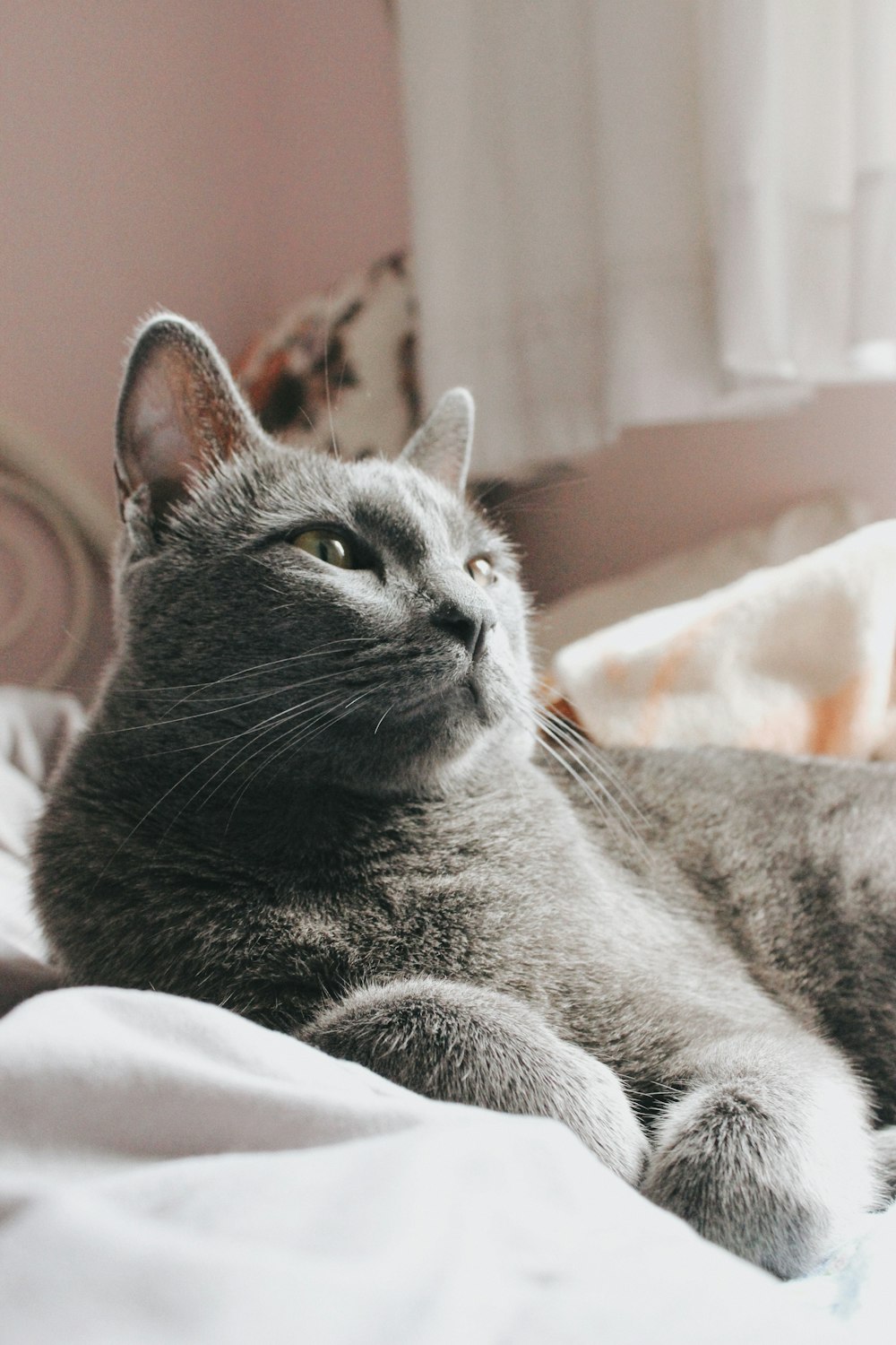 a cat lying on a bed