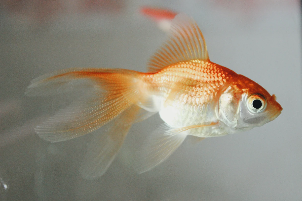 Clown Loach (Chromobotia macracanthus) — aquarium fish