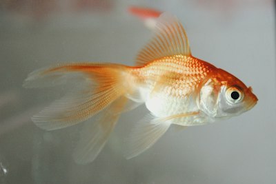 Goldfish