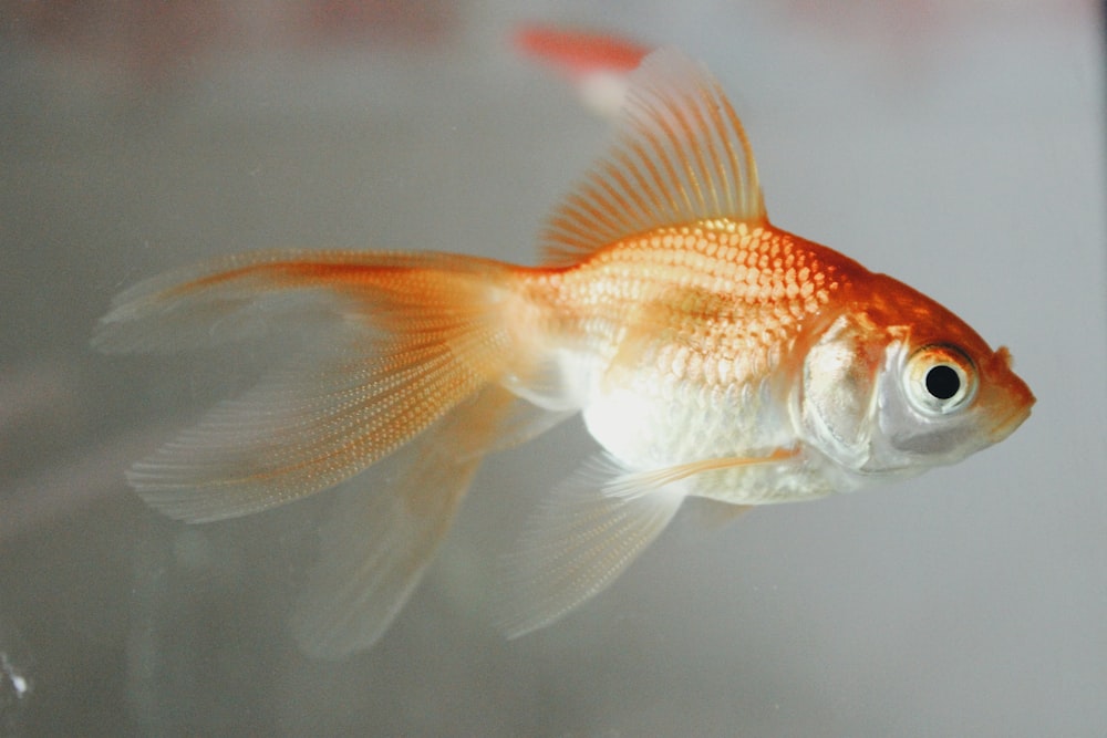 a goldfish swimming in water