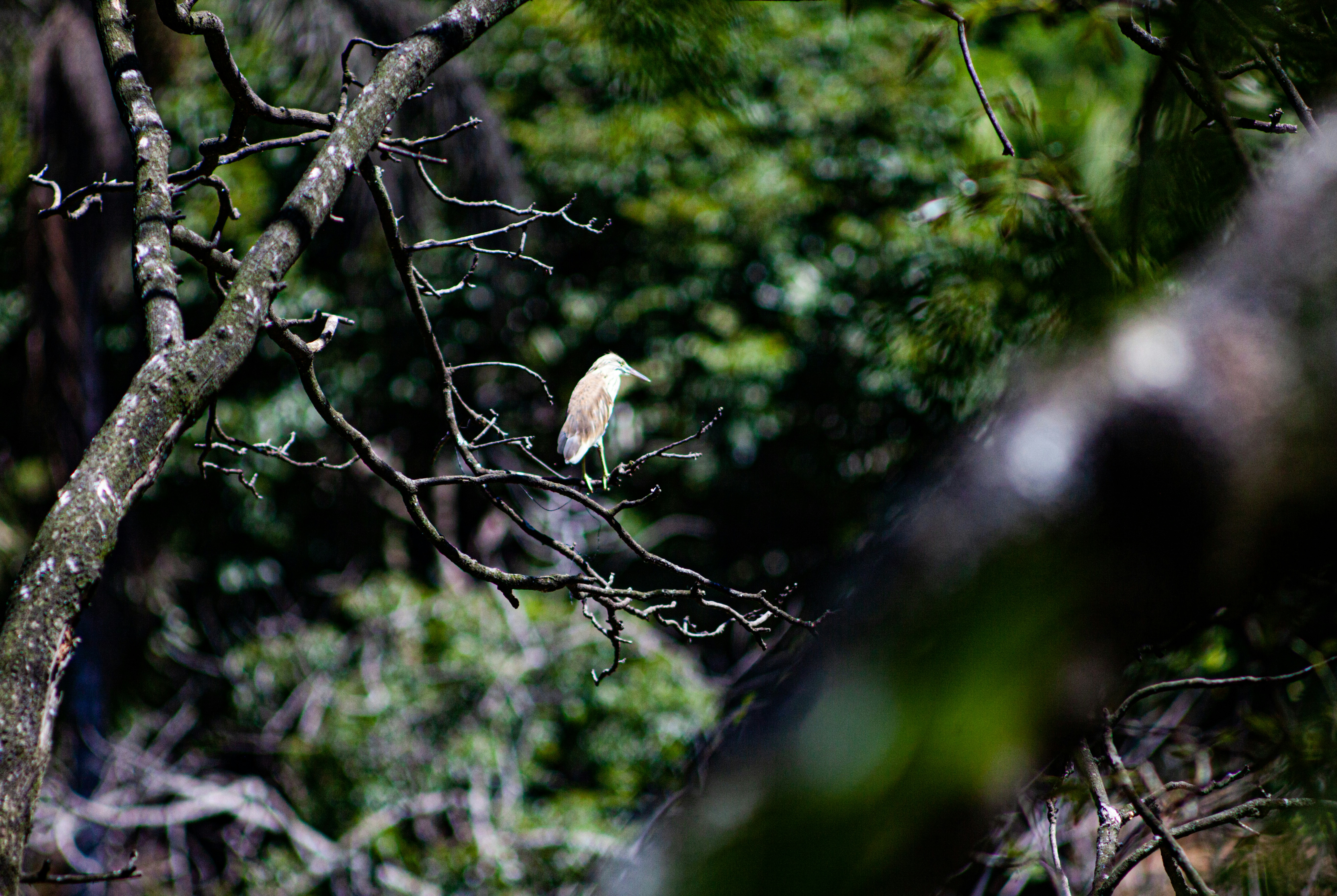 Photo by alekseyryan