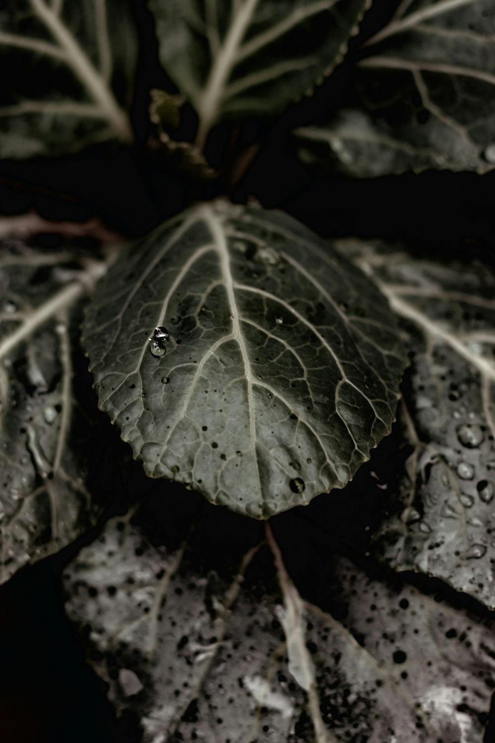 a close up of a leaf