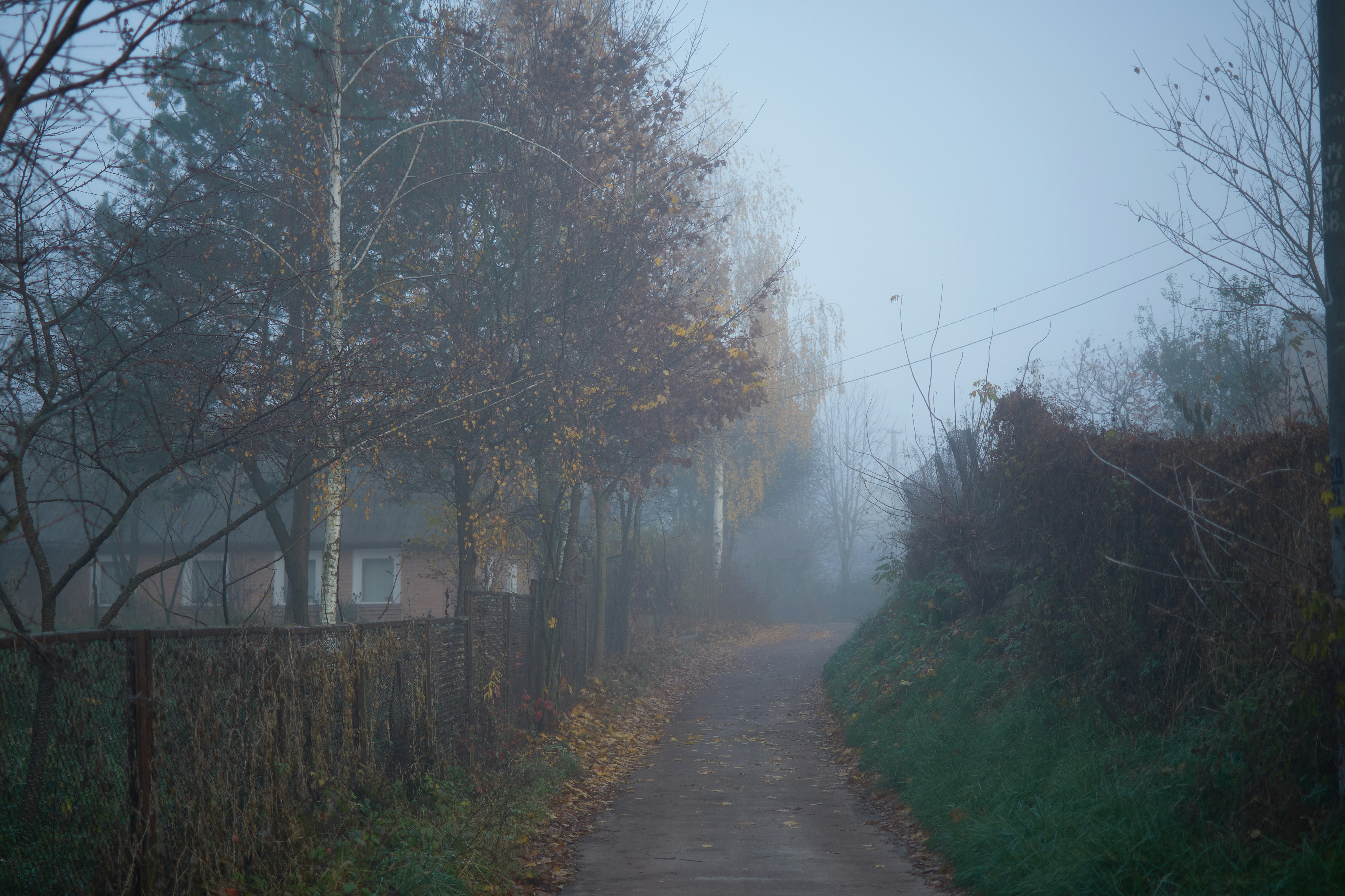 a dirt road with trees on either side of it